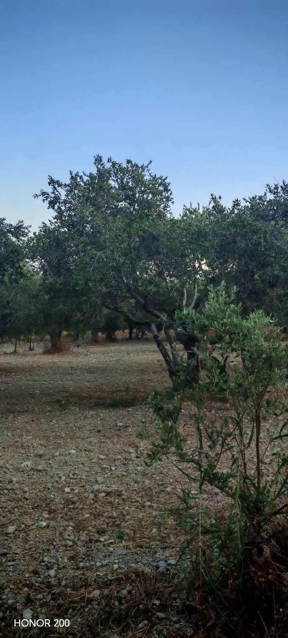 syria house property sale farmhouse lattakia pe ag image