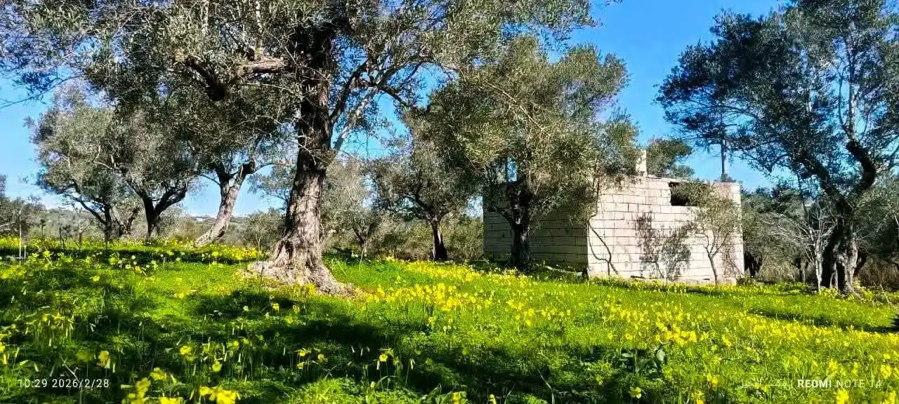 syria house property sale land lattakia rz pr image
