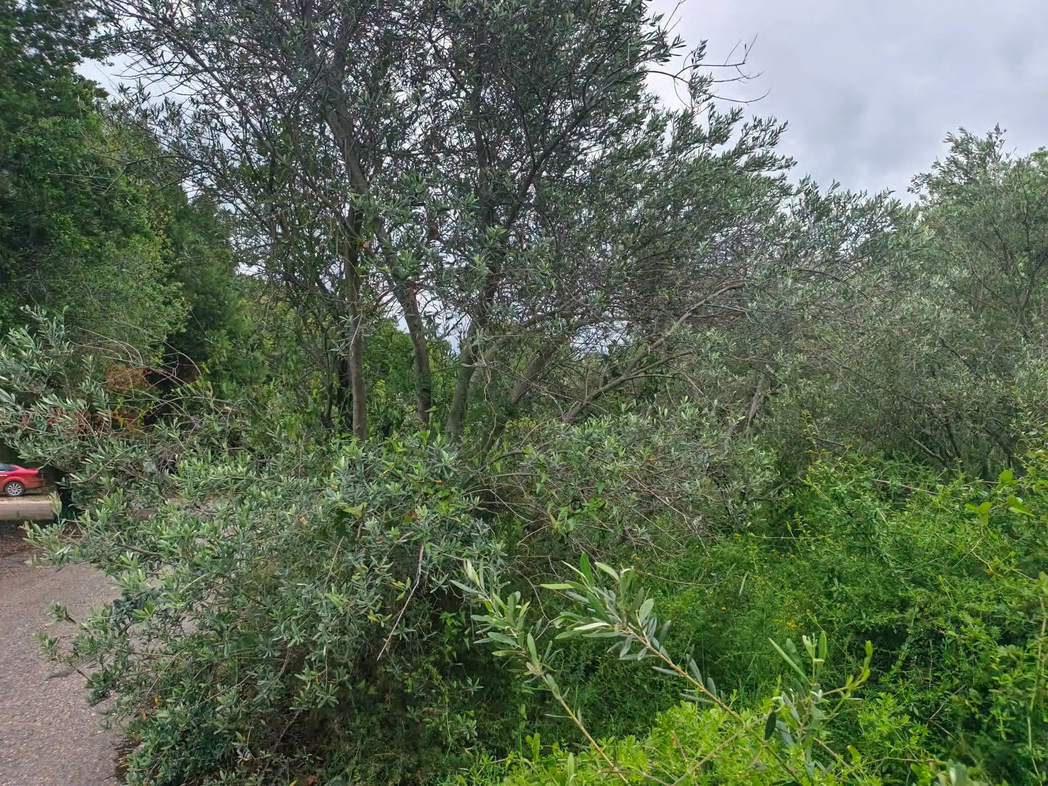 syria house property sale land lattakia ft ol image