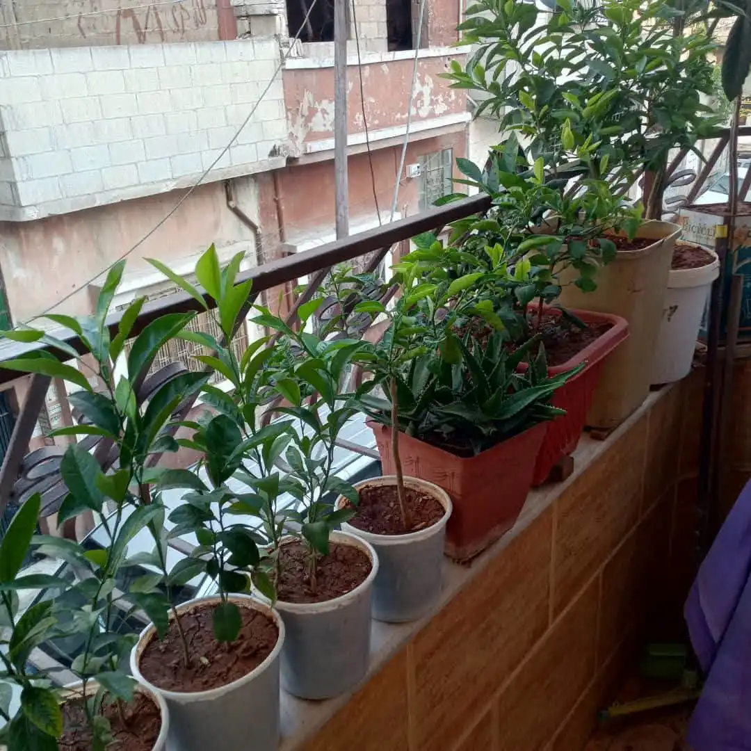 syria house property sale apartment ready to move homs qy vr image