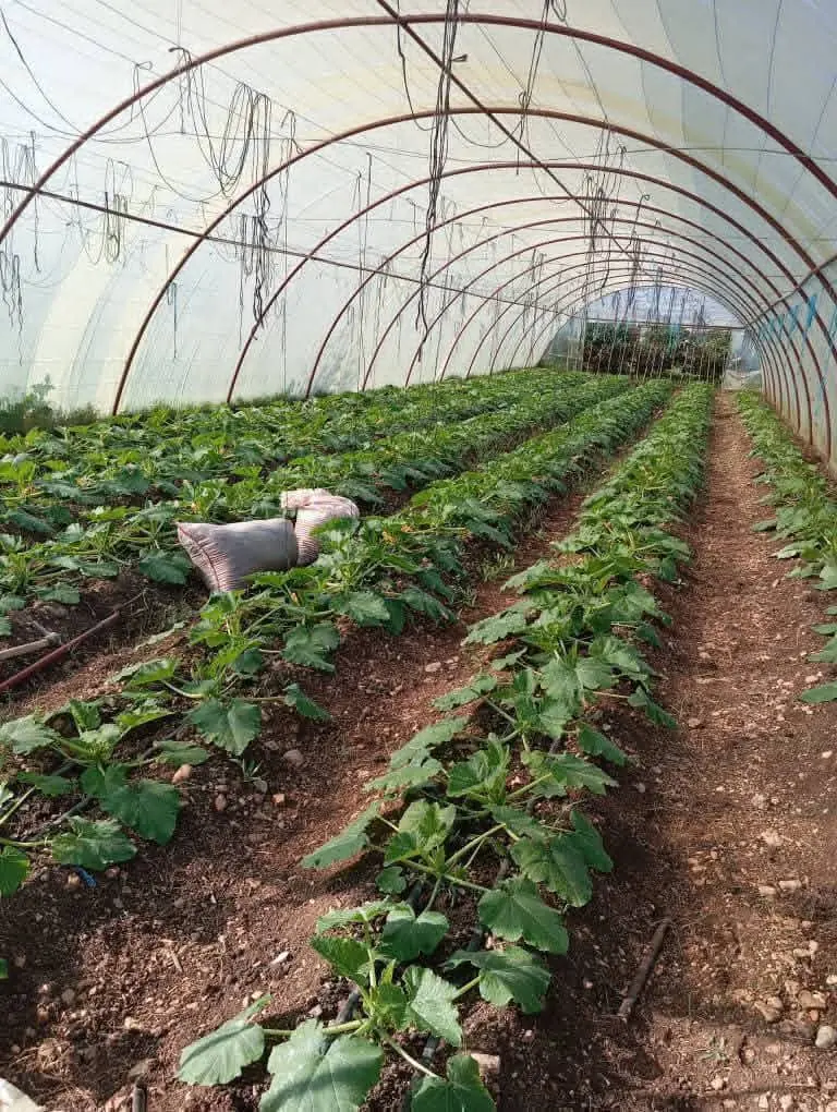 syria house property sale ready to move lattakia br card image