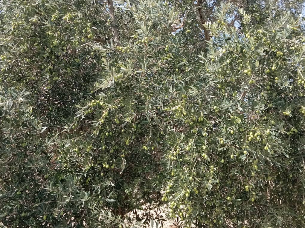 عقار للبيع أرض في اللاذقية – صورة 6