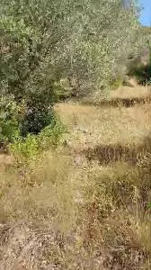 أرض عقار للبيع في اللاذقية