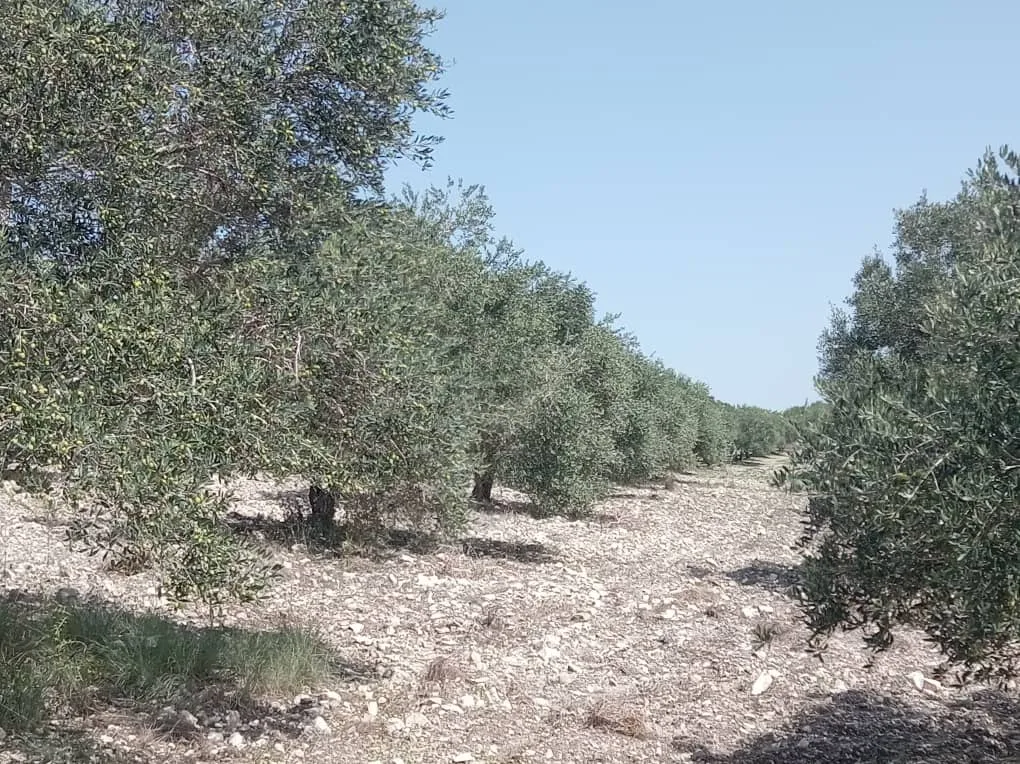 syria house property sale land lattakia yi kd