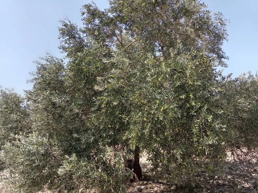 syria house property sale land lattakia yi kd