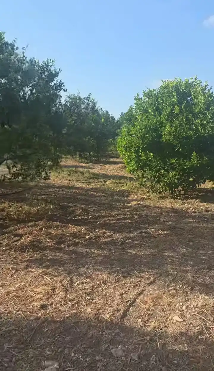 syria house property sale land lattakia ho sz image
