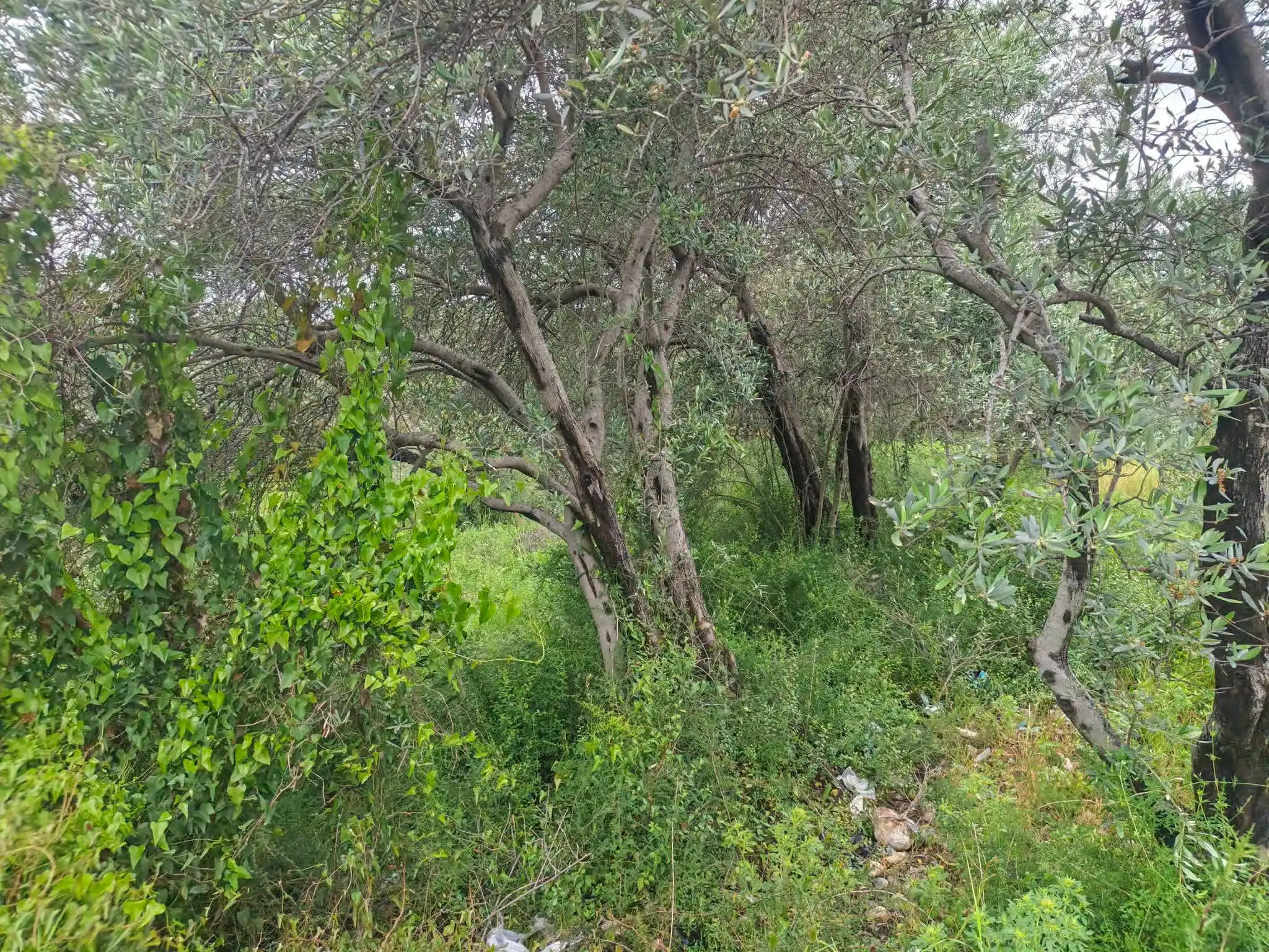 syria house property sale land lattakia ft ol image