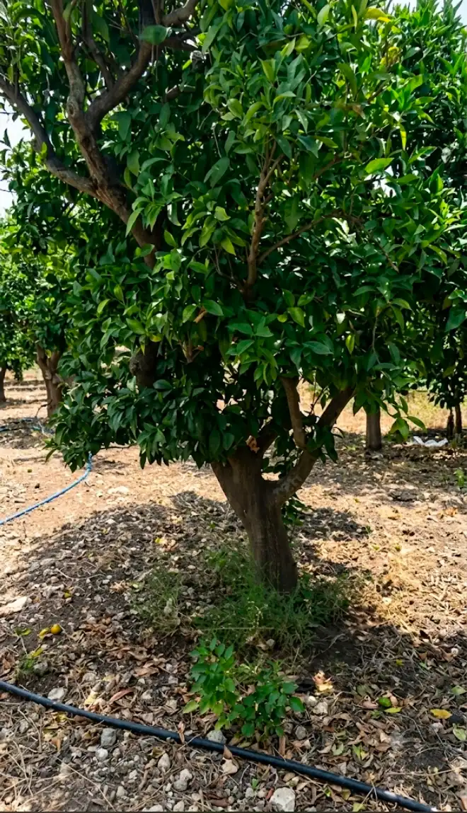 syria house property sale farmhouse ready to move lattakia qr ib image
