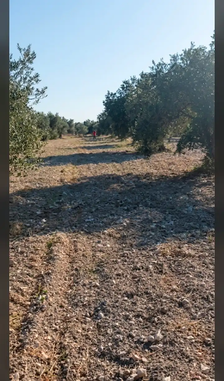 syria house property sale land lattakia zh sa image