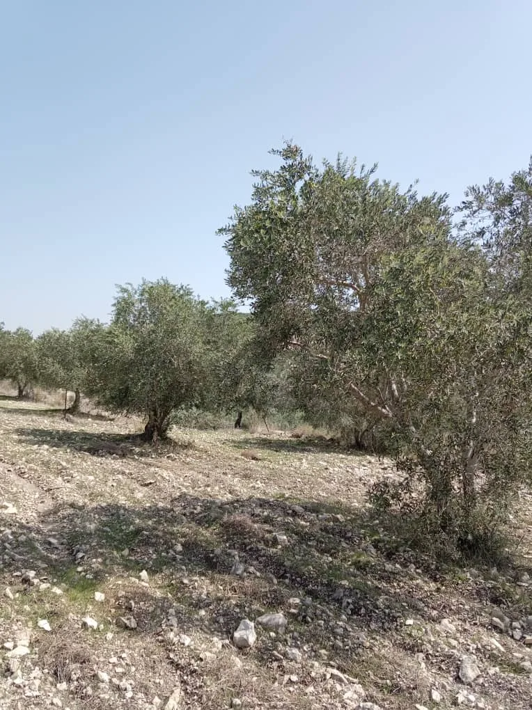 syria house property sale land lattakia yi kd