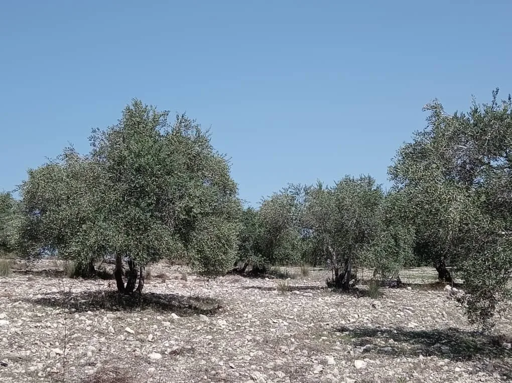 syria house property sale land lattakia yi kd