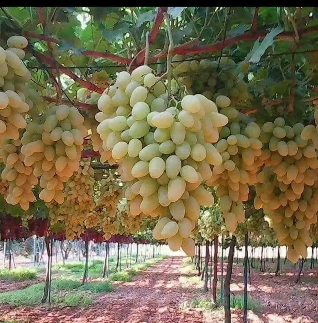 syria house property sale farmhouse idlib kr uq card image