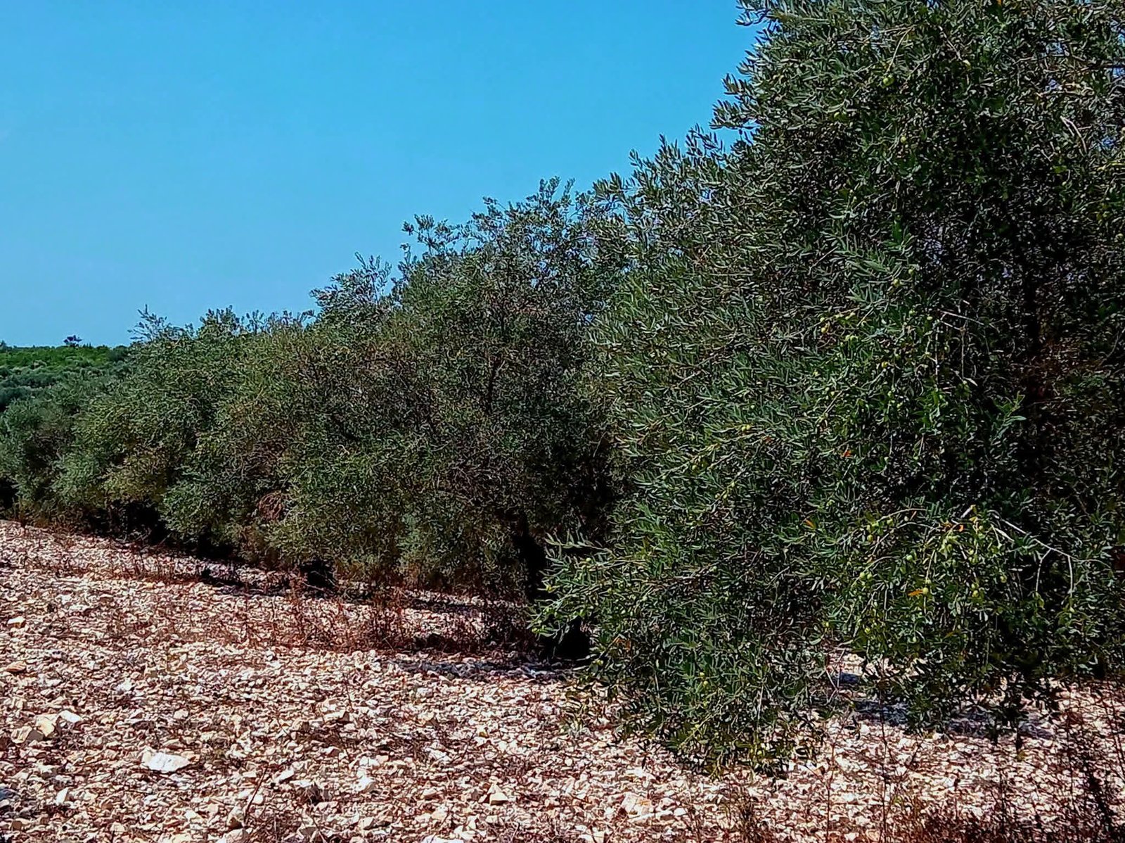Property For Sale · Land – Lattakia