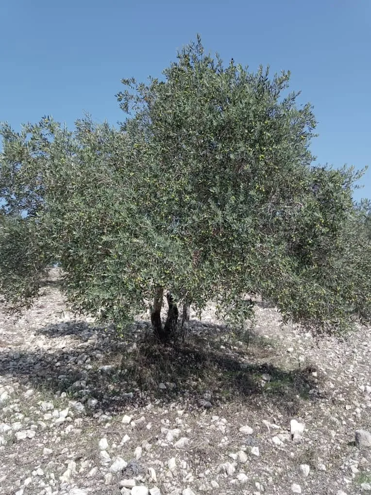syria house property sale land lattakia yi kd