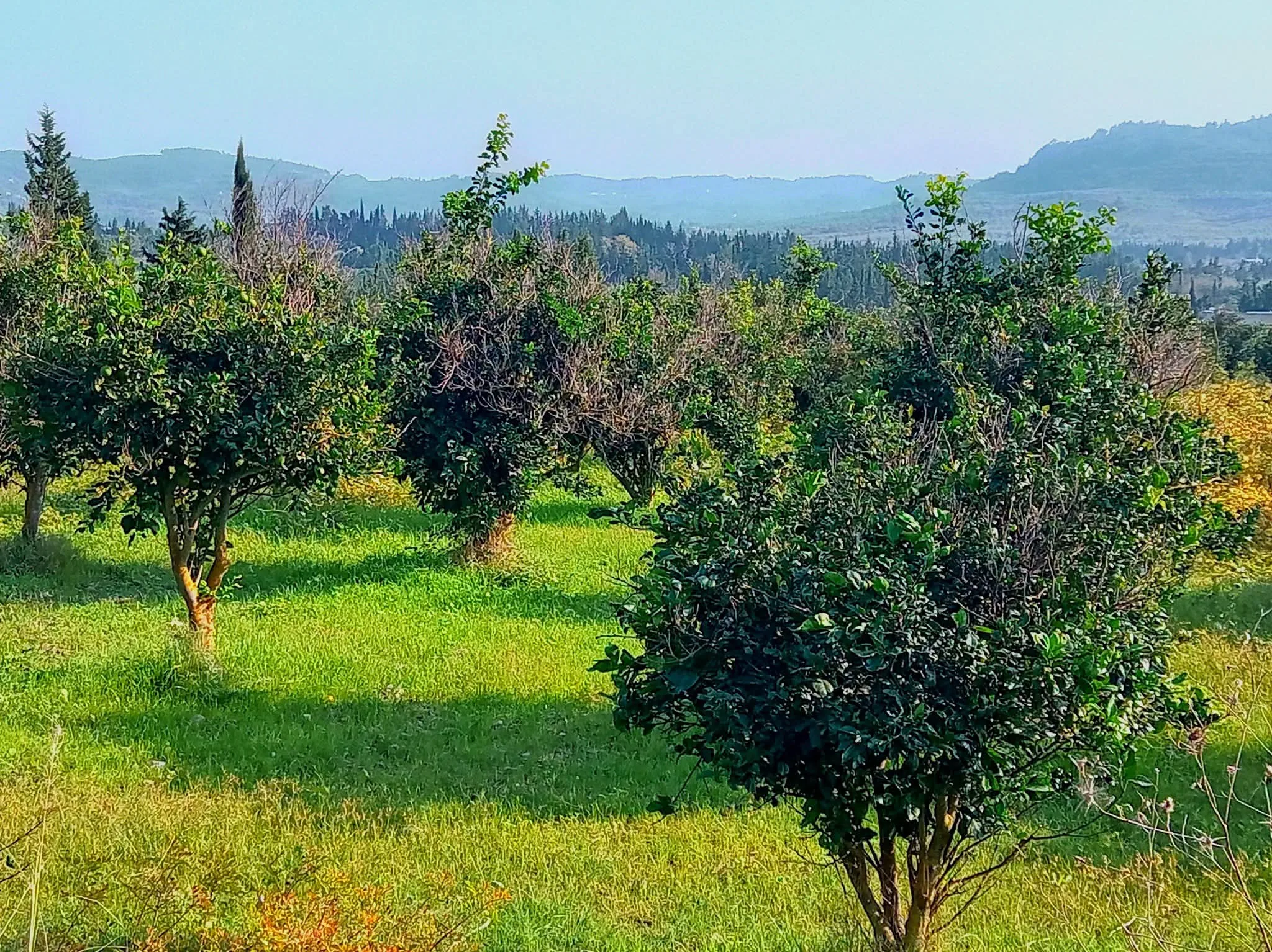 Land Property For Sale in Lattakia